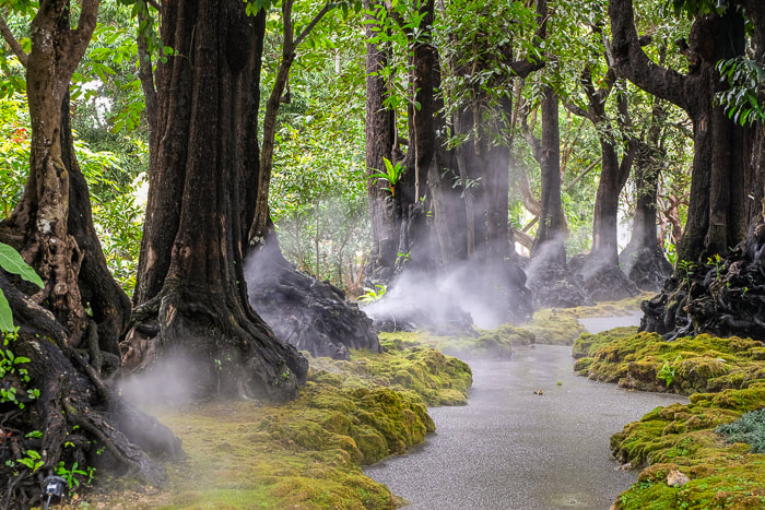 Thailand's ancient trees